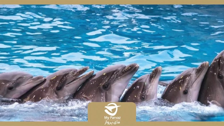 دانستنی های جالب از دلفیناریوم باتومی