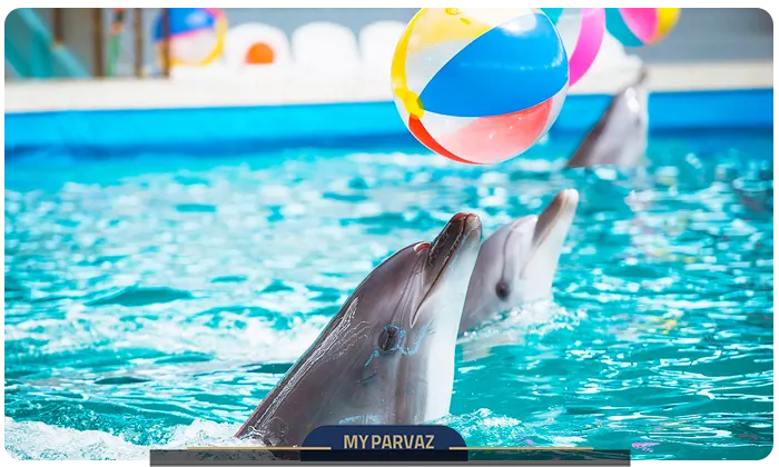 Dolphinland