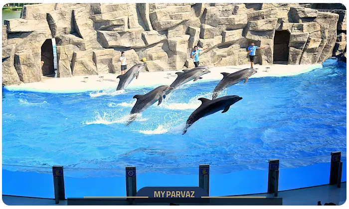 دلفیناریوم باتومی